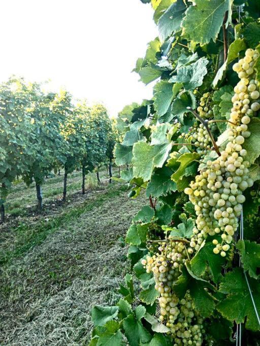 Apartament Relax Nelle Colline Del Prosecco Pederobba Zewnętrze zdjęcie